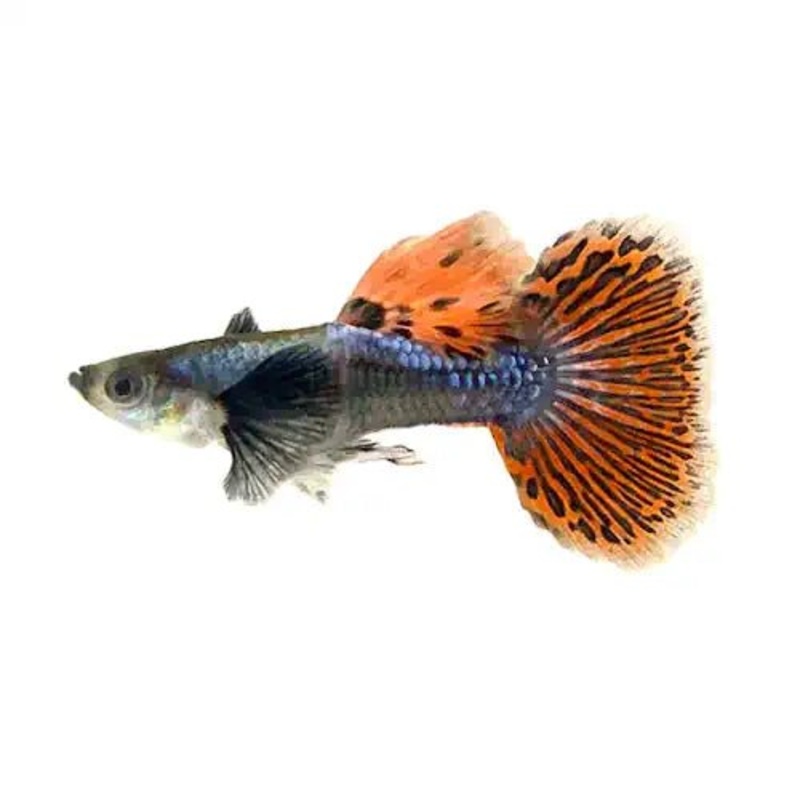 Assorted Premium Guppies