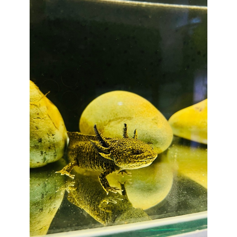AXOLOTLS