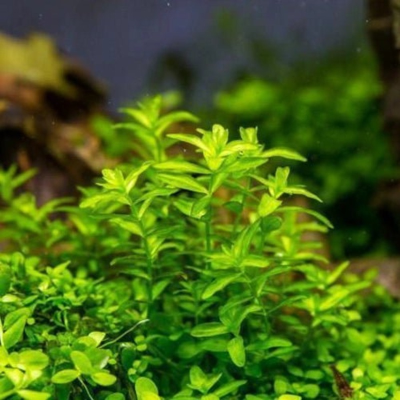 BABY TEARS DWARF NARROW BUNCH (PEARLWEED)