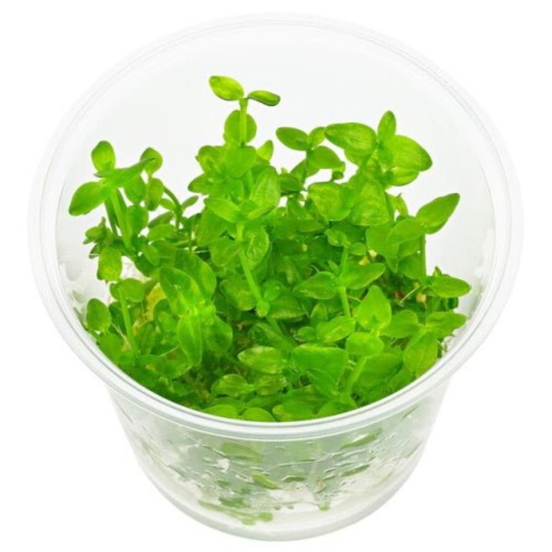 BACOPA SALZAMANNI