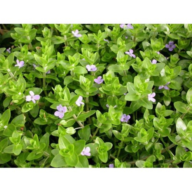 BACOPA SP JAPAN - BUNCH