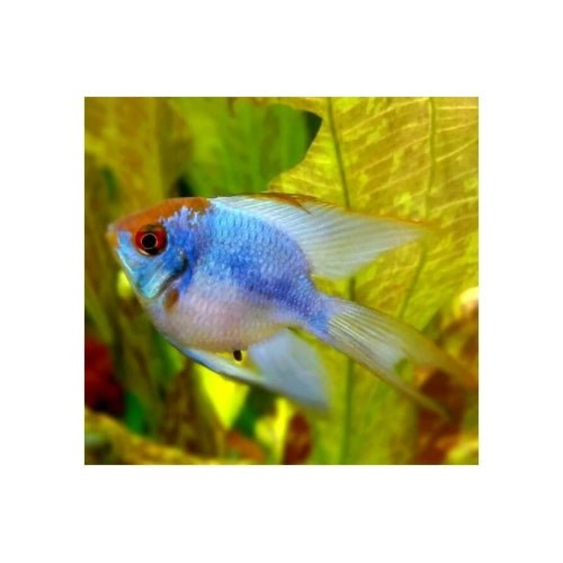BALLOON LONGFIN ELECTRIC BLUE RAMS