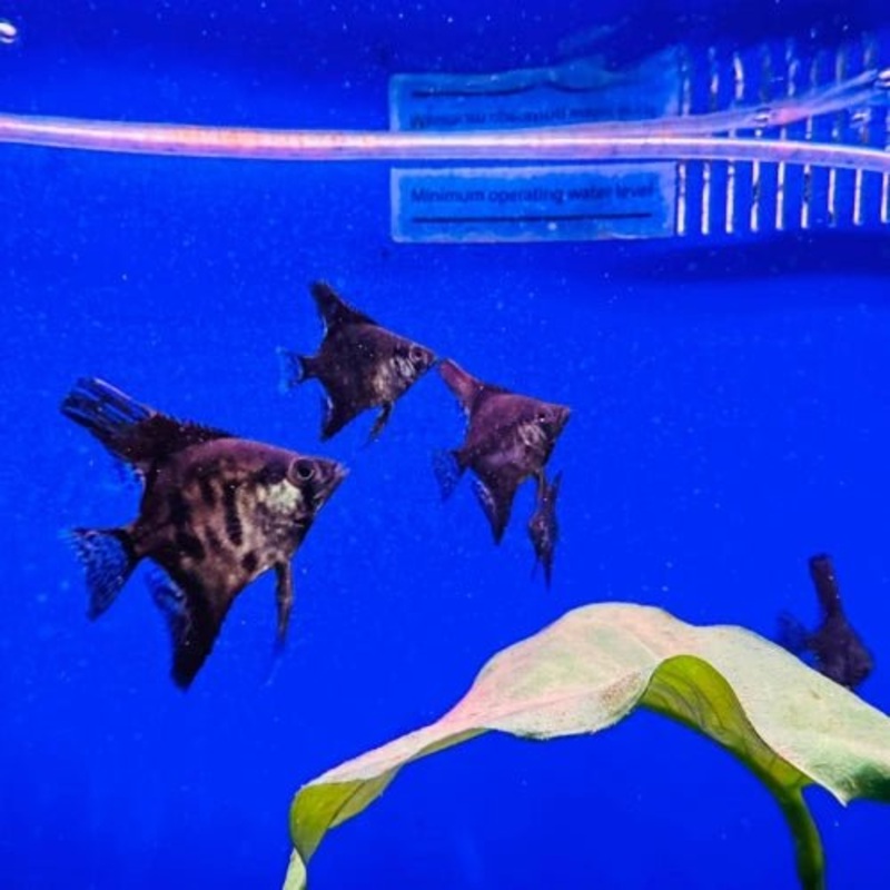 BLACK ANGELFISH