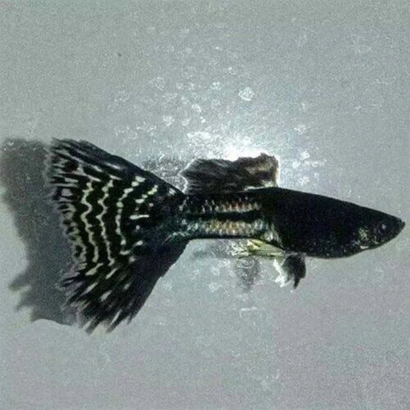 Black Lace Metal Snake Skin Guppy Pair