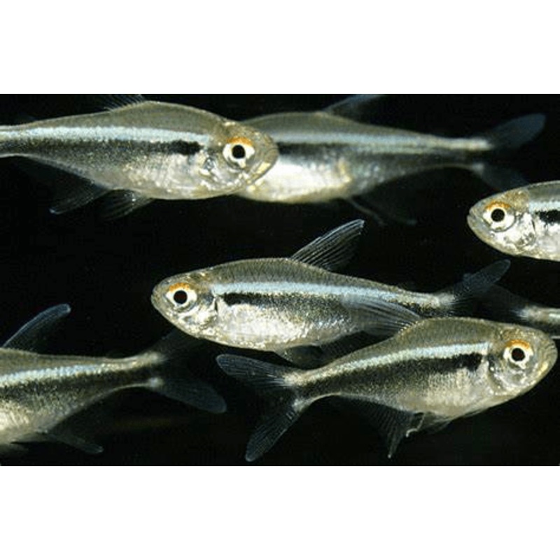 Black Neon Tetra Diamon Head