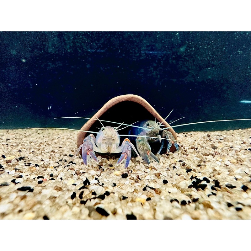 BLUE CLAW YABBY MIXED SIZES
