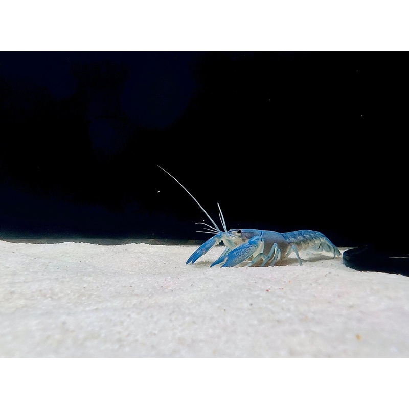 BLUE PEARL YABBY