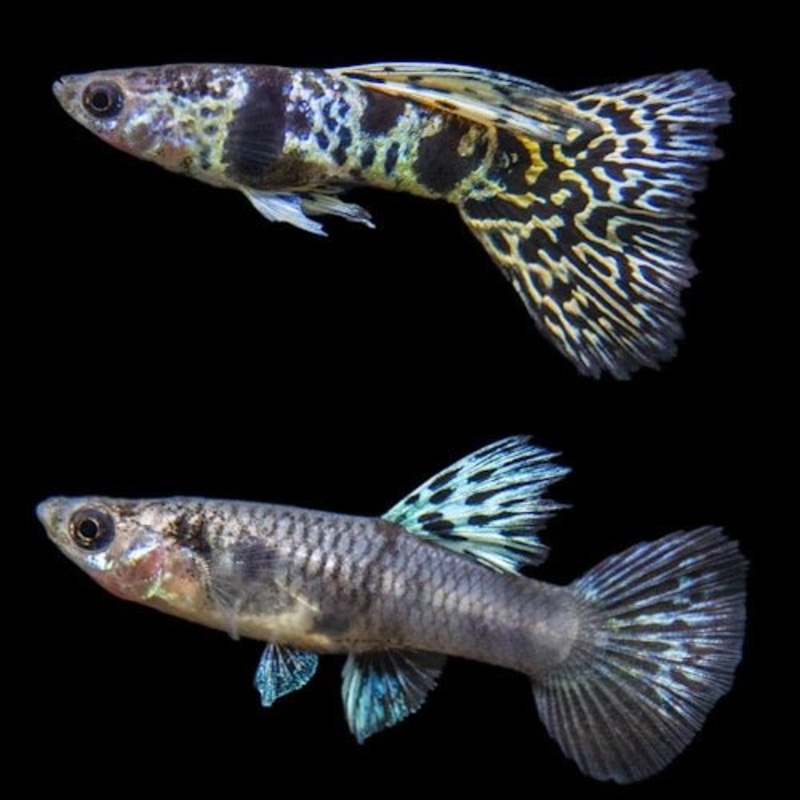 Blue Tiger King Cobra Guppy Pair