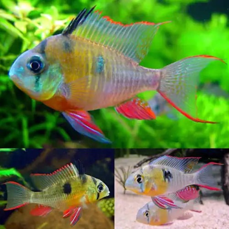 Bolivian Butterfly Cichlid
