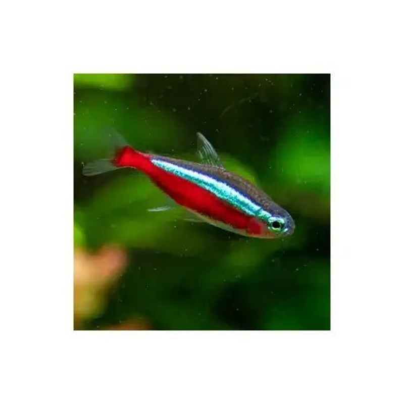 Cardinal Tetra