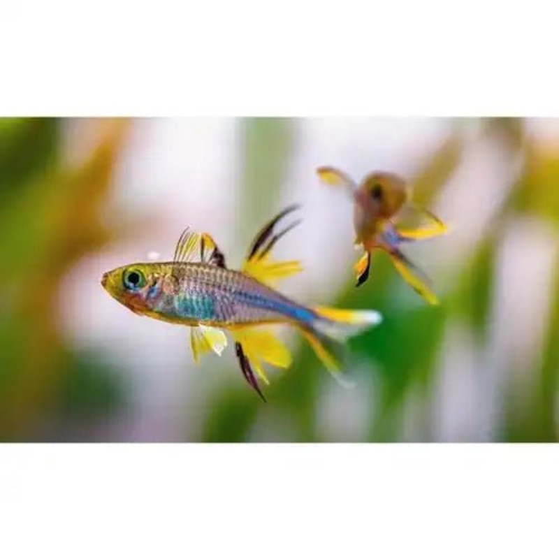 CELEBES RAINBOW FISH