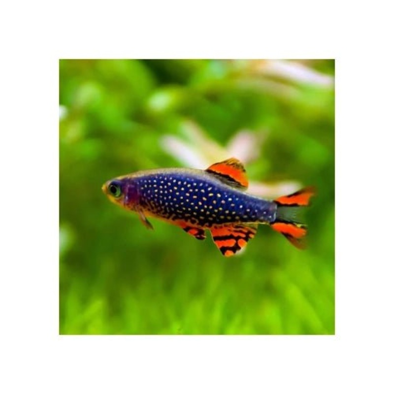 CELESTIAL PEARL DANIO - GALAXY RASBORAS