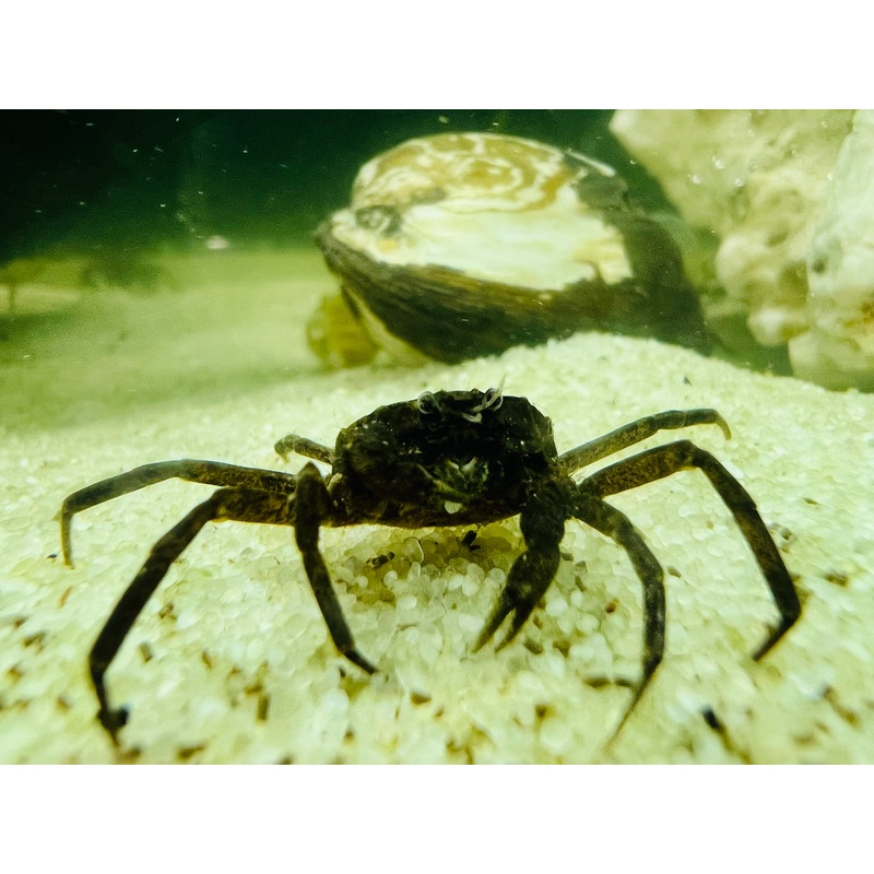 Cherry Spider Crabs - Freshwater