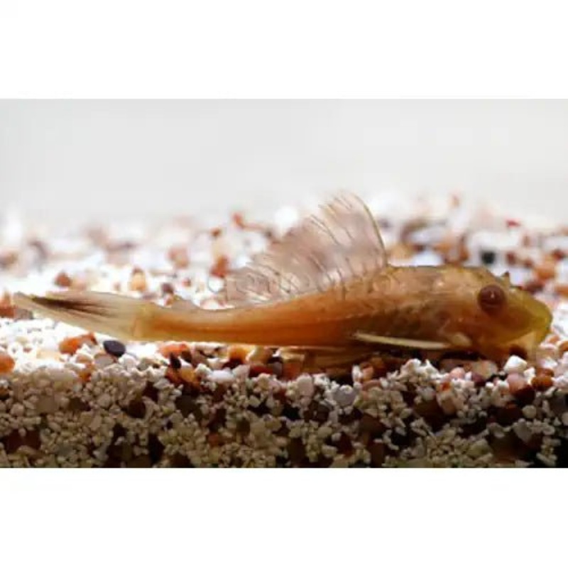 Chocolate Plecostomus Catfish