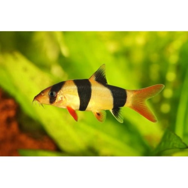 CLOWN LOACHES 5CM