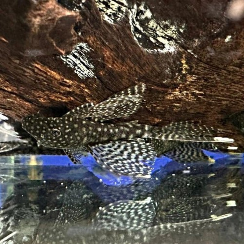COMMON LONGFIN BRISTLENOSE