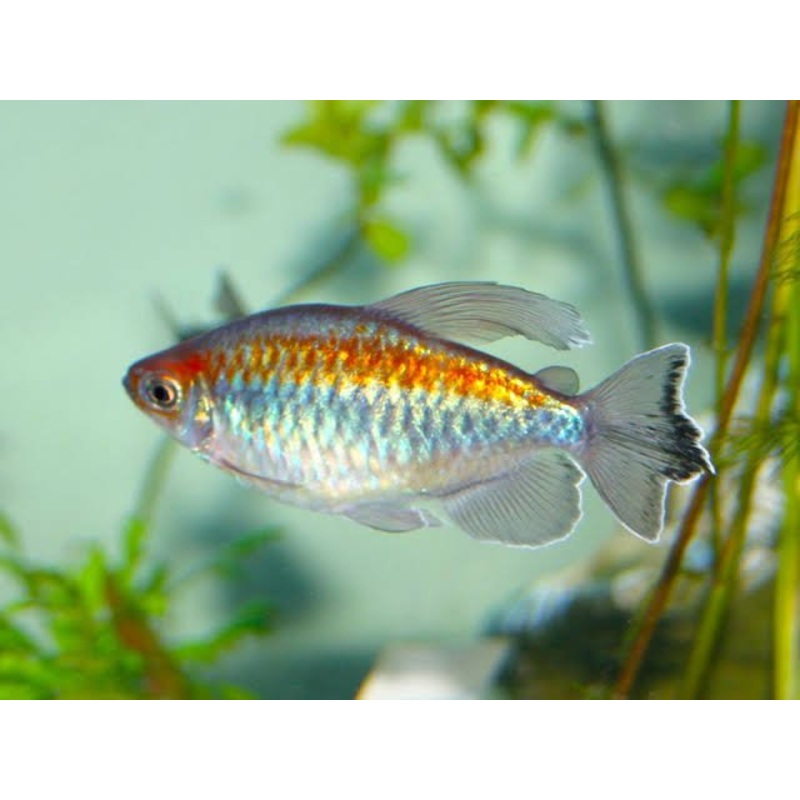 CONGO TETRA