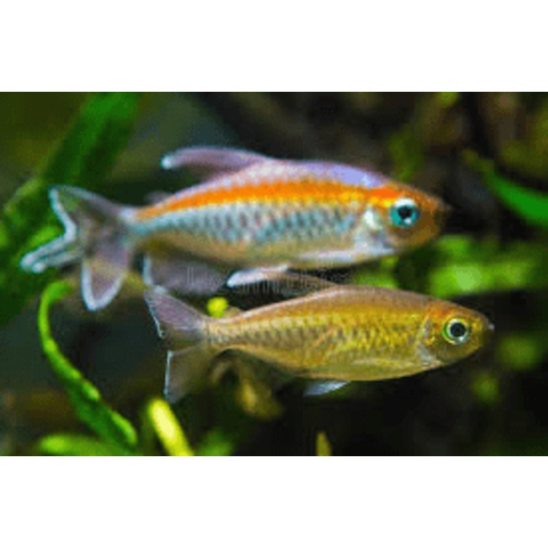Congo Tetra Female