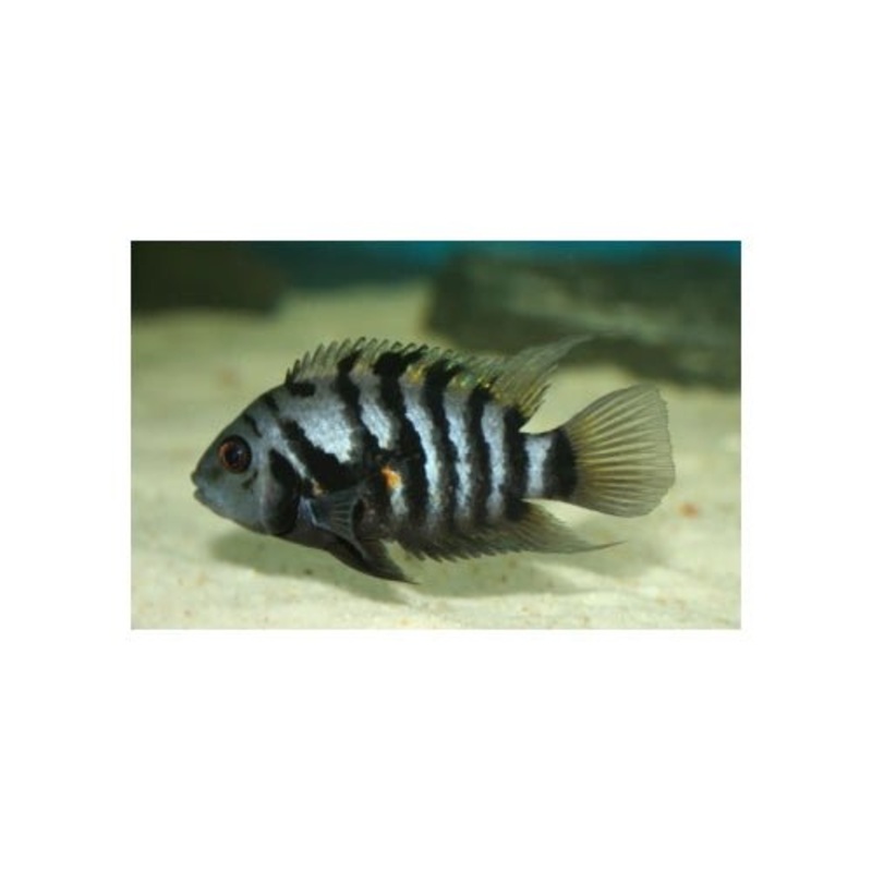 CONVICT CICHLIDS 3CM