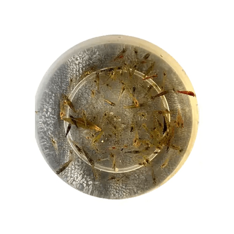 Cull Shrimps - Neo Caridina- 20pk