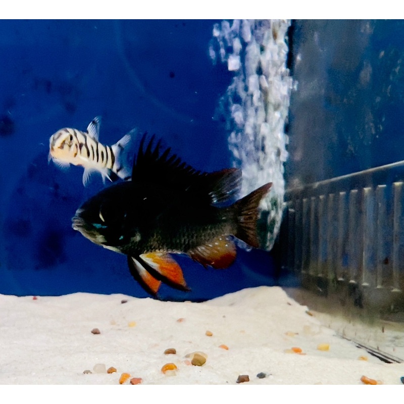 Dark Knight Rams Breeding Pairs