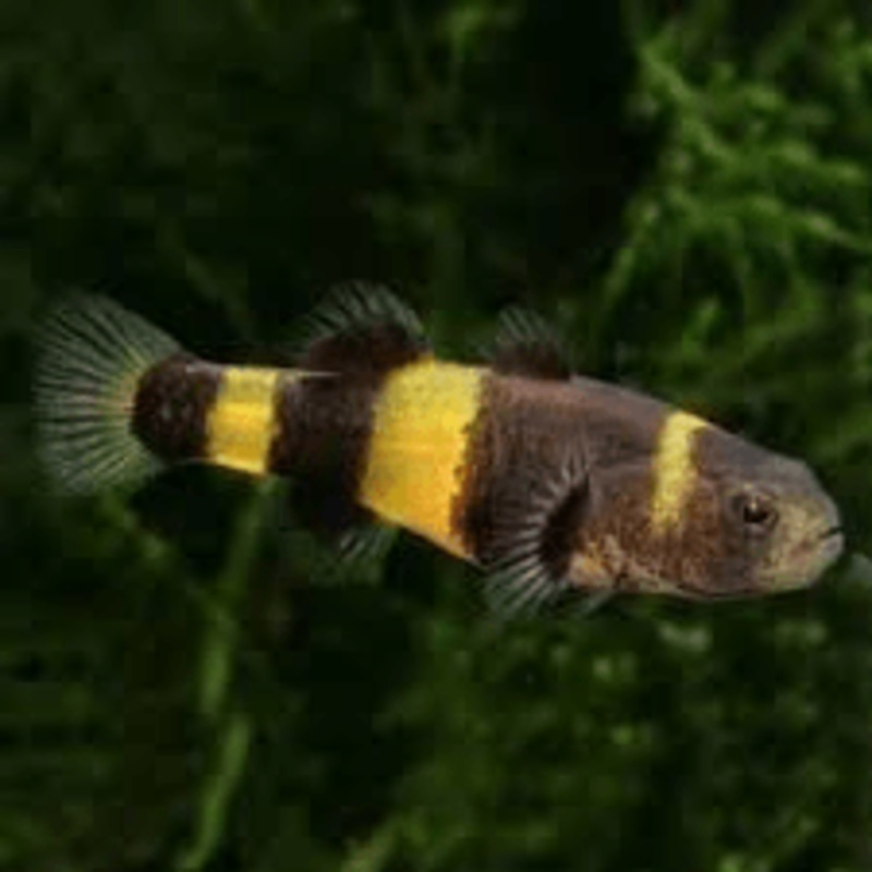 Dwarf Bumble Bee Goby Brach. ocelot M-1.5