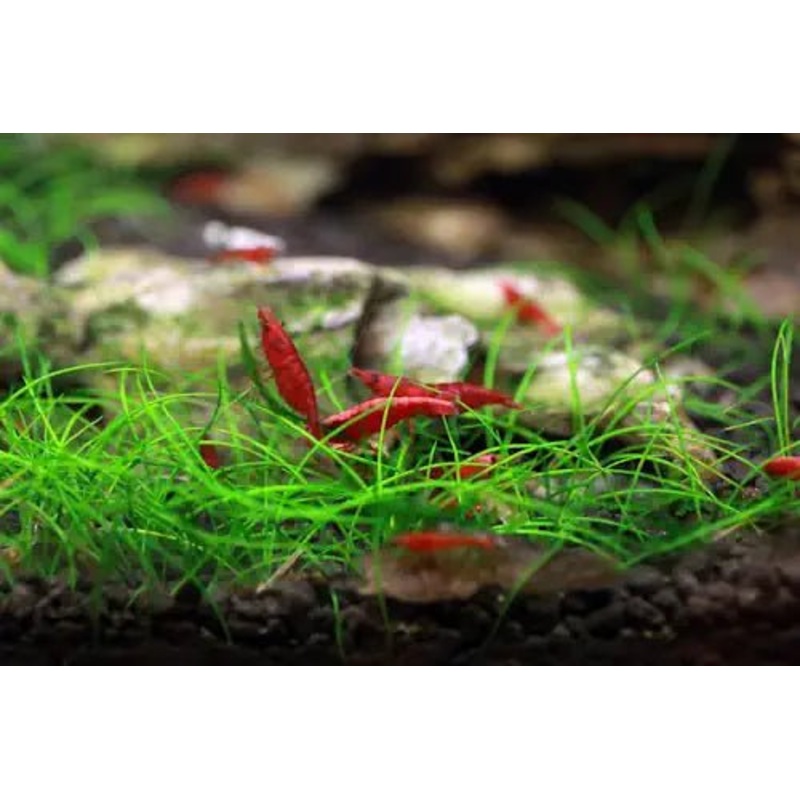 Dwarf Hair Grass - Tissue Culture (Eleocharis Belem Dwarf)