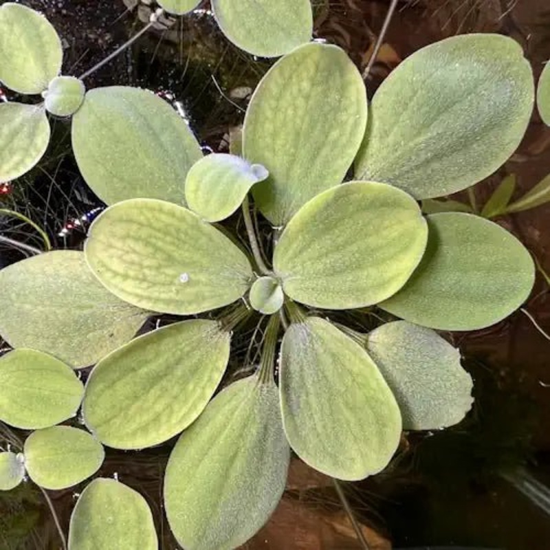 DWARF WATER LETTUCE