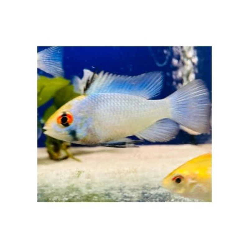 Electric Blue Ram Cichlid