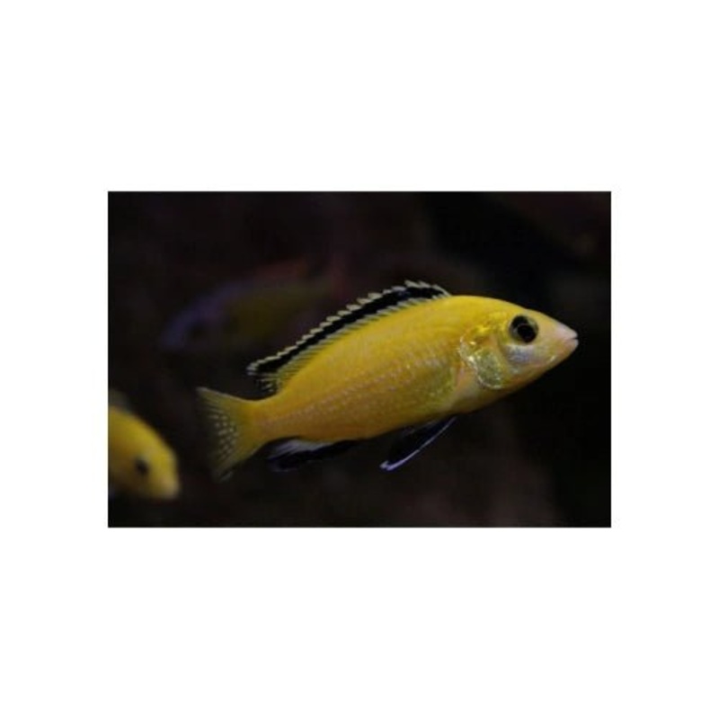 ELECTRIC YELLOW LIONCOVE CICHLIDS