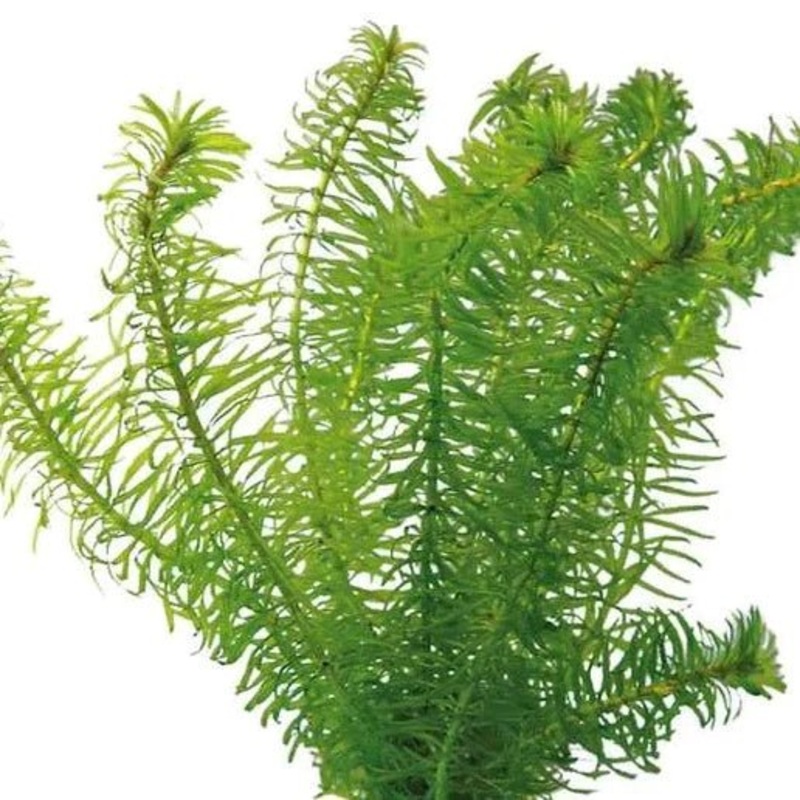ELODEA - BUNCH