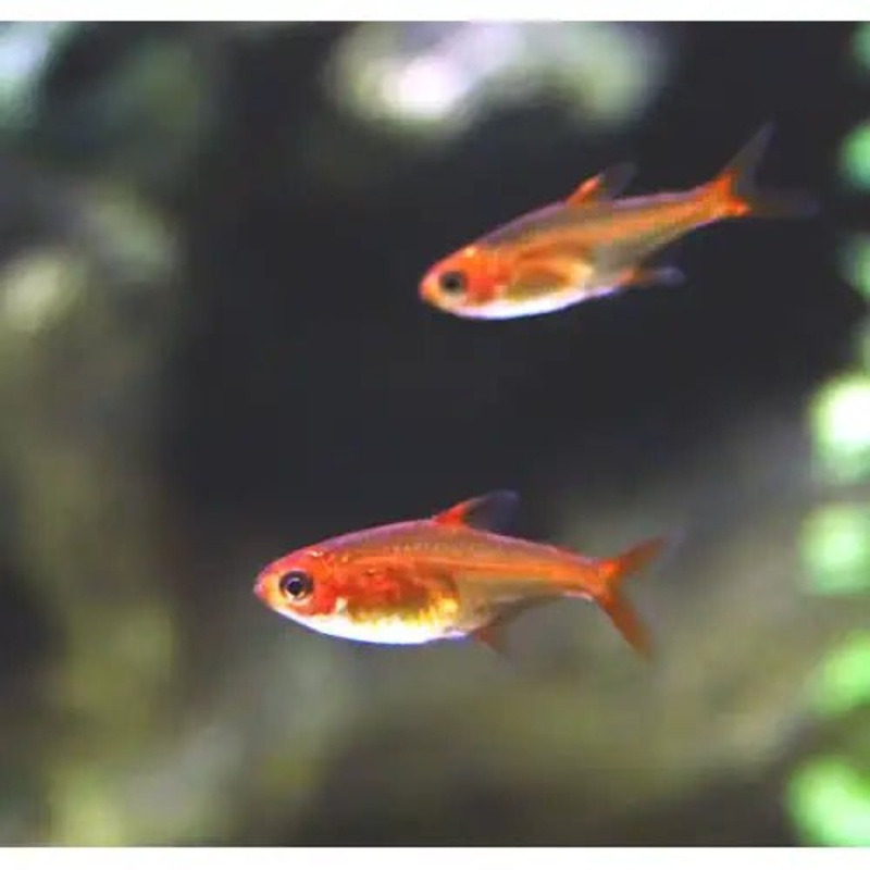 EMBER TETRA