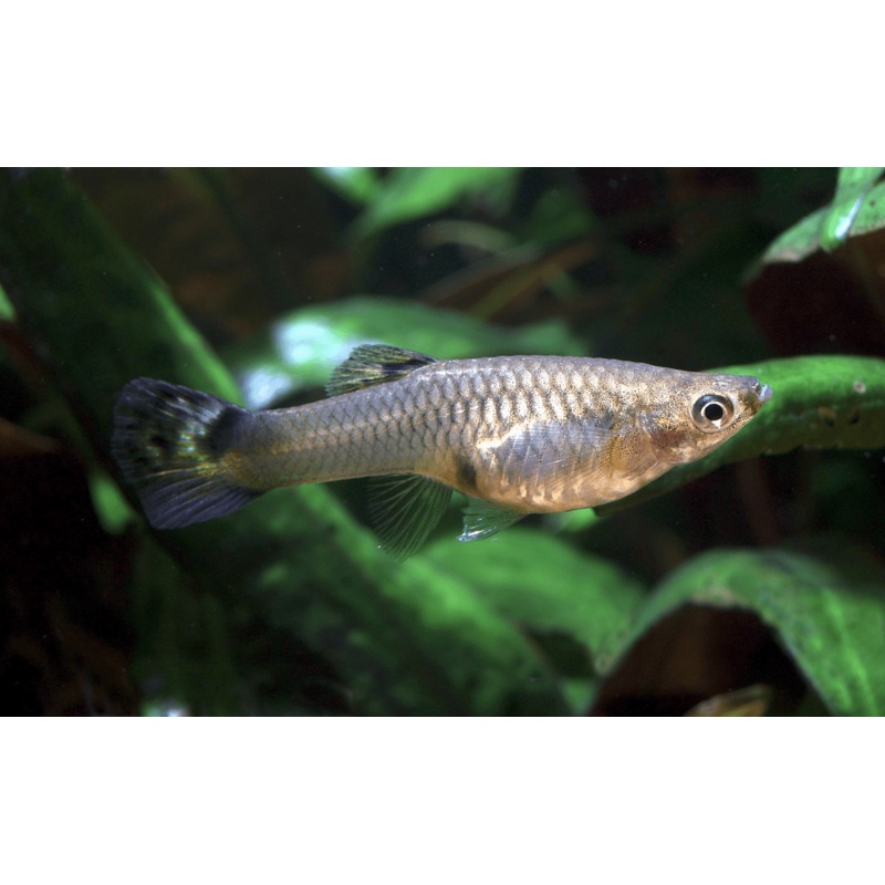 Feeder Fish