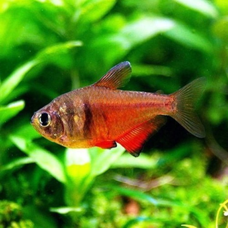 Flame Tetra