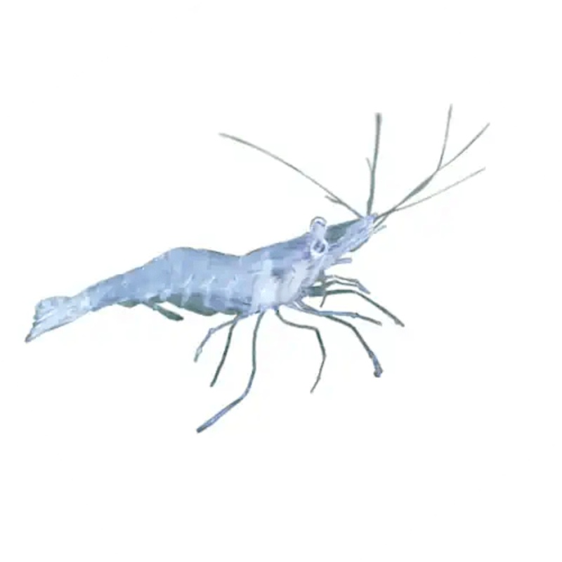 FRESHWATER GLASS SHRIMP - AUSTRALIAN