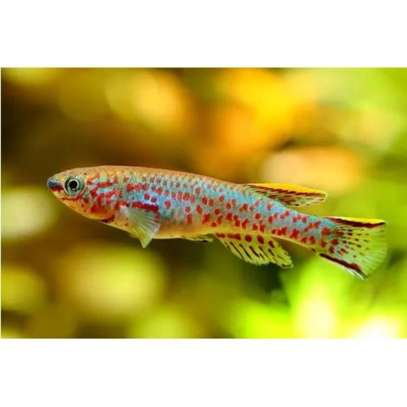 GARDNERI KILLIFISH