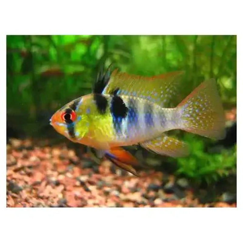 German Blue Rams- High Grade