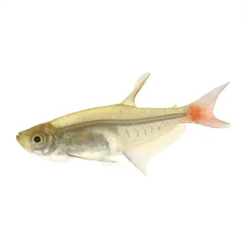 GLASS BLOODFIN TETRA