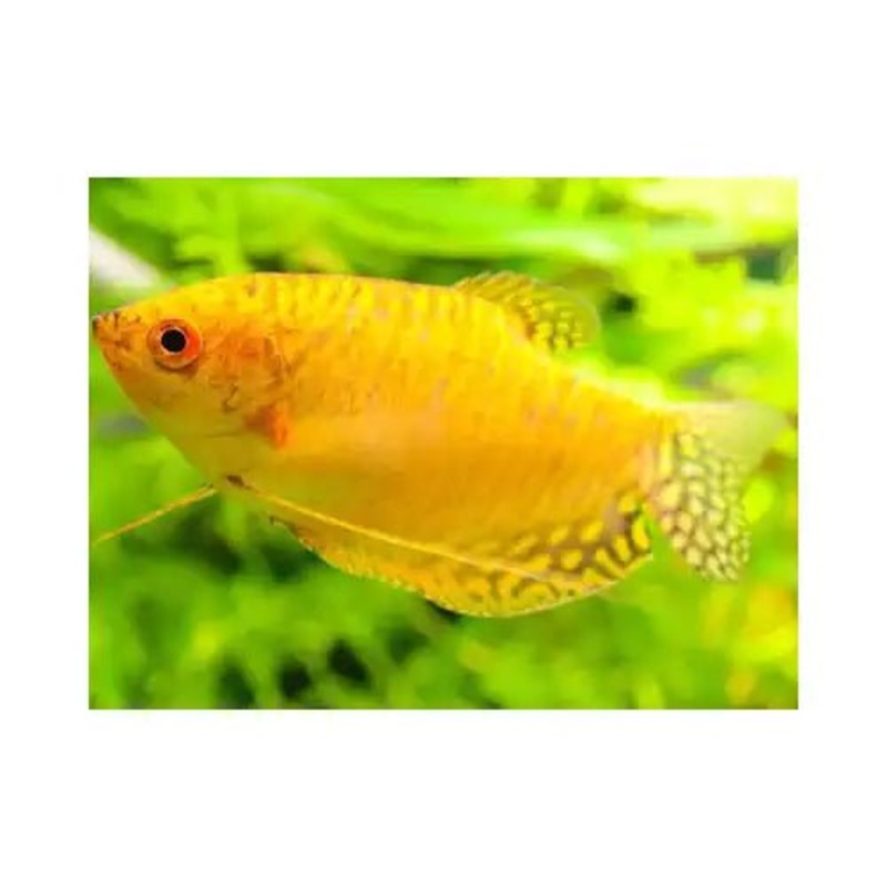 Golden Gourami