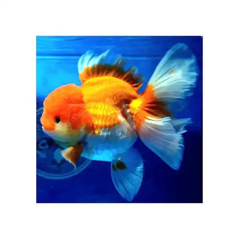 Goldfish -Oranda Assorted Short Body