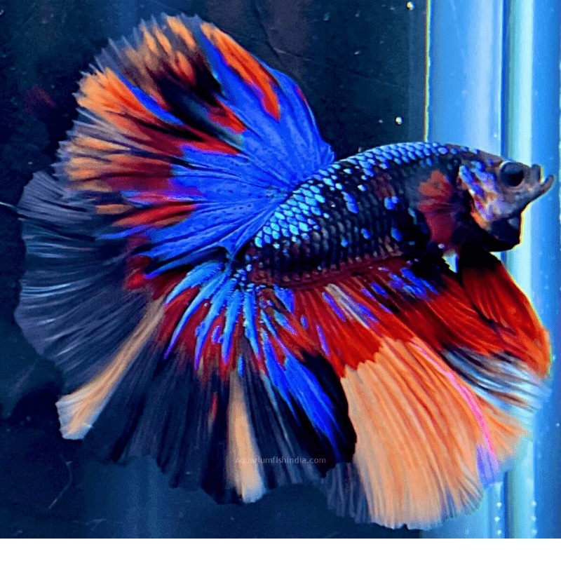 Half Moon- L/F Multi Colour (MCLF) L-5