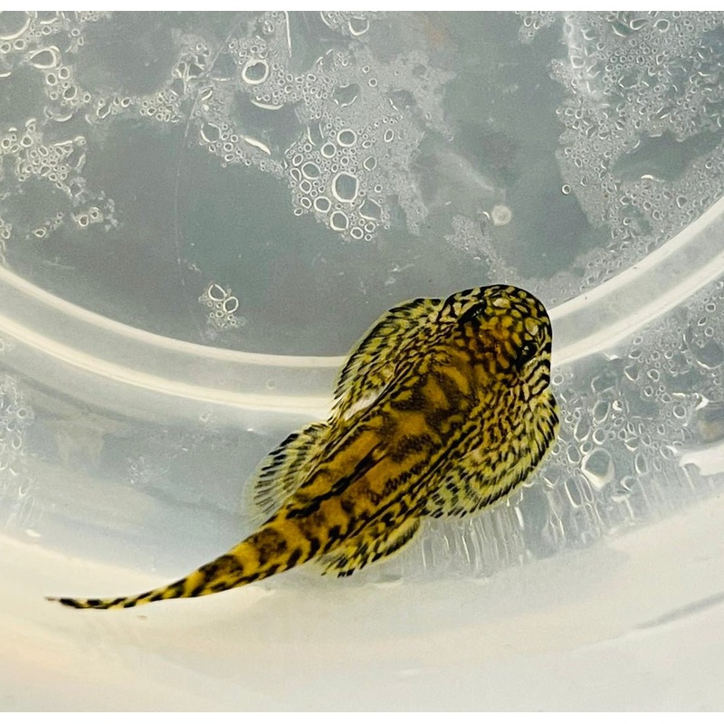 HILLSTREAM LOACH