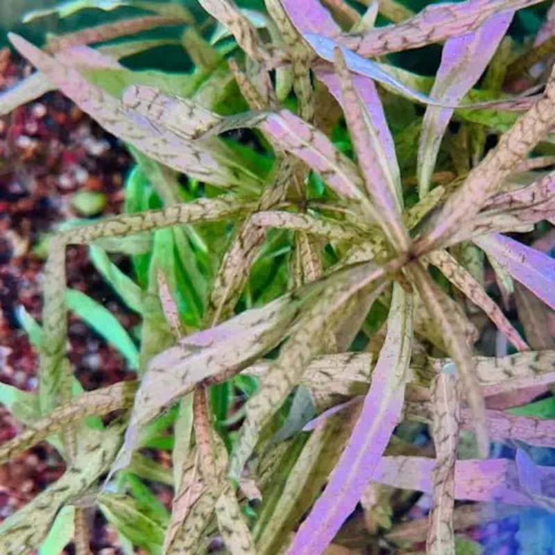 HYGROPHILA TIGER