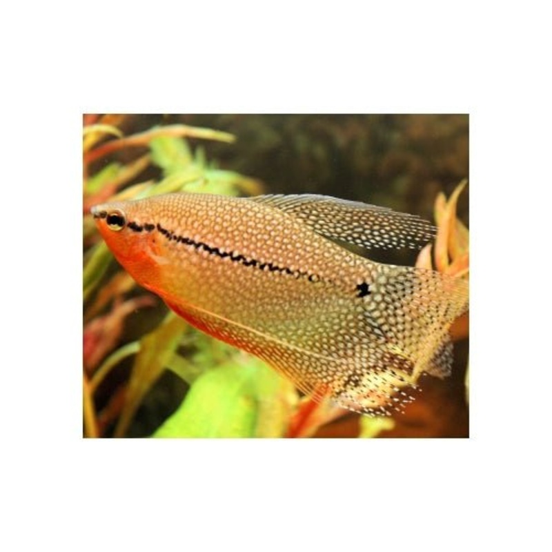 LACE PEARL GOURAMI