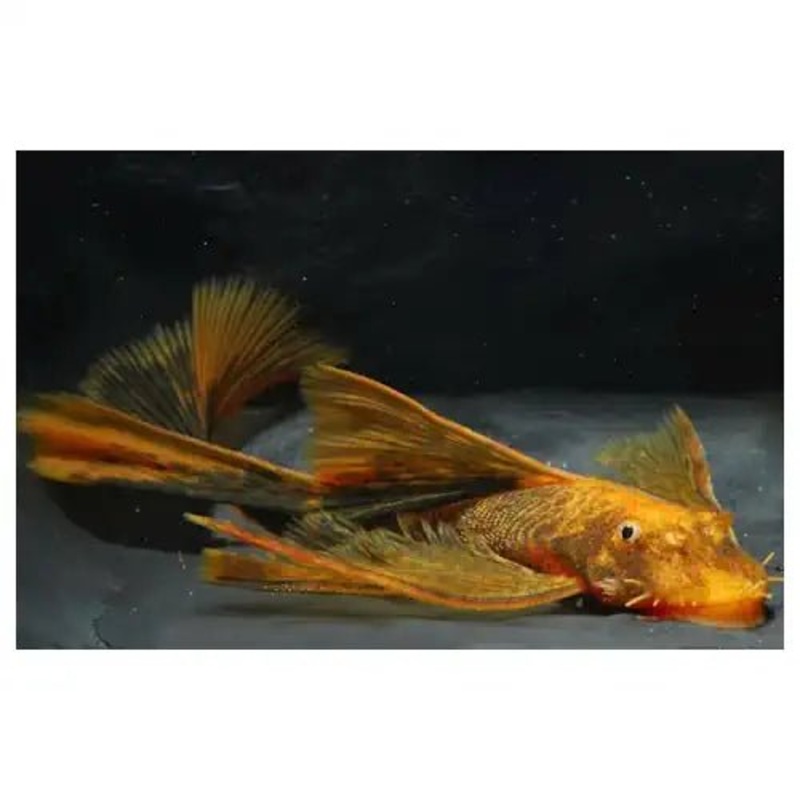 LONGFIN CALICO BRISTLENOSE
