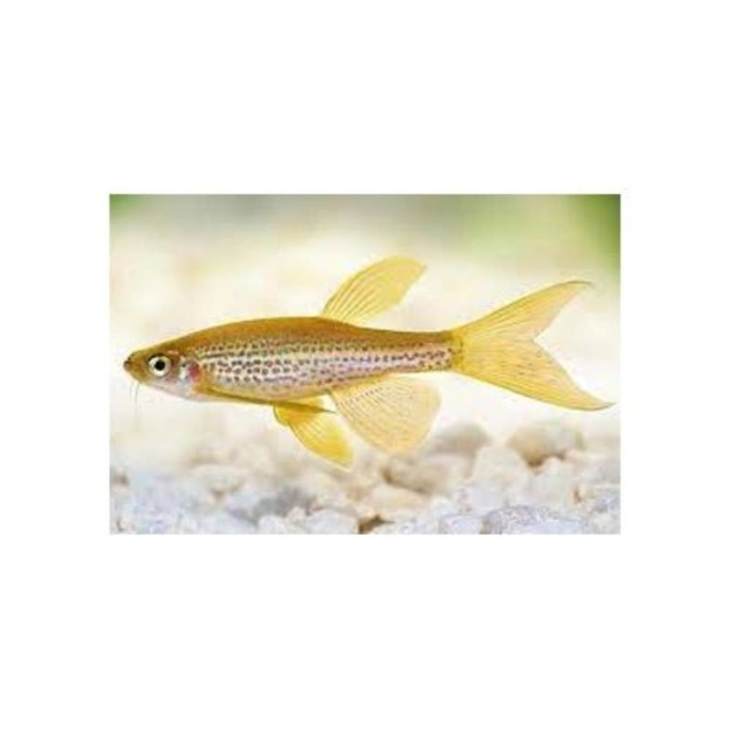 LONGFIN LEOPARD DANIO
