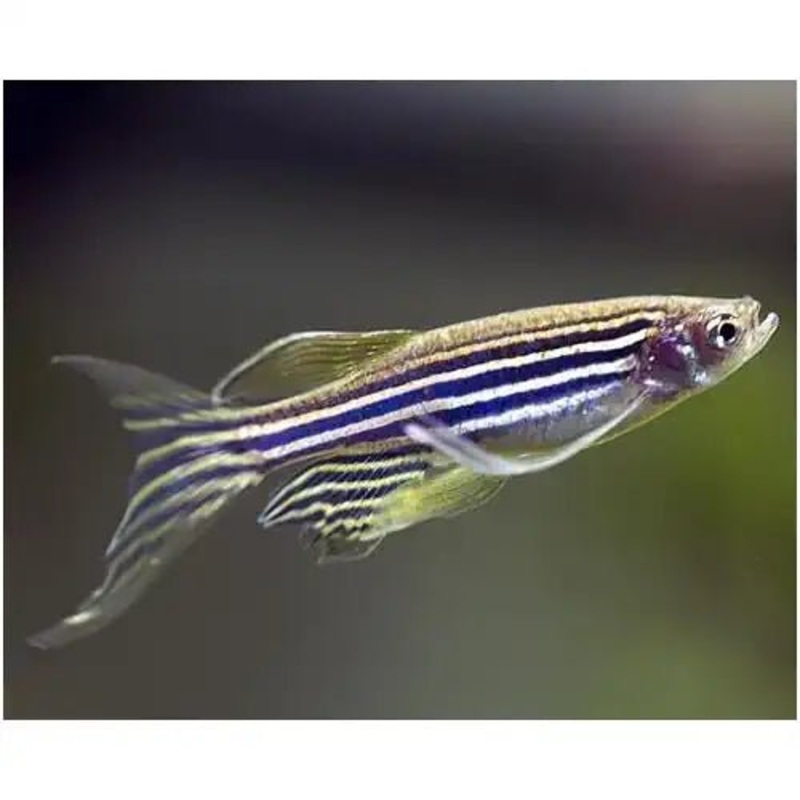 LONGFIN ZEBRA DANIO