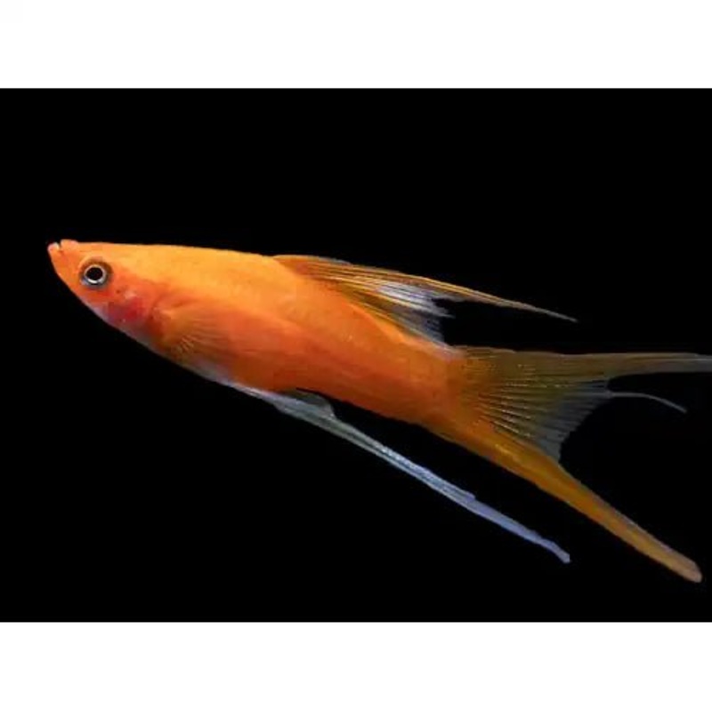 LYRETAIL BLOOD RED SIMPSON SWORDTAIL BREEDING GROUP