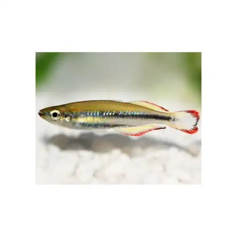 MADAGASCAR RAINBOW