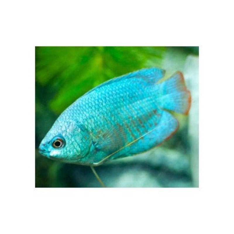 MALE DWARF BLUE CORAL GOURAMI